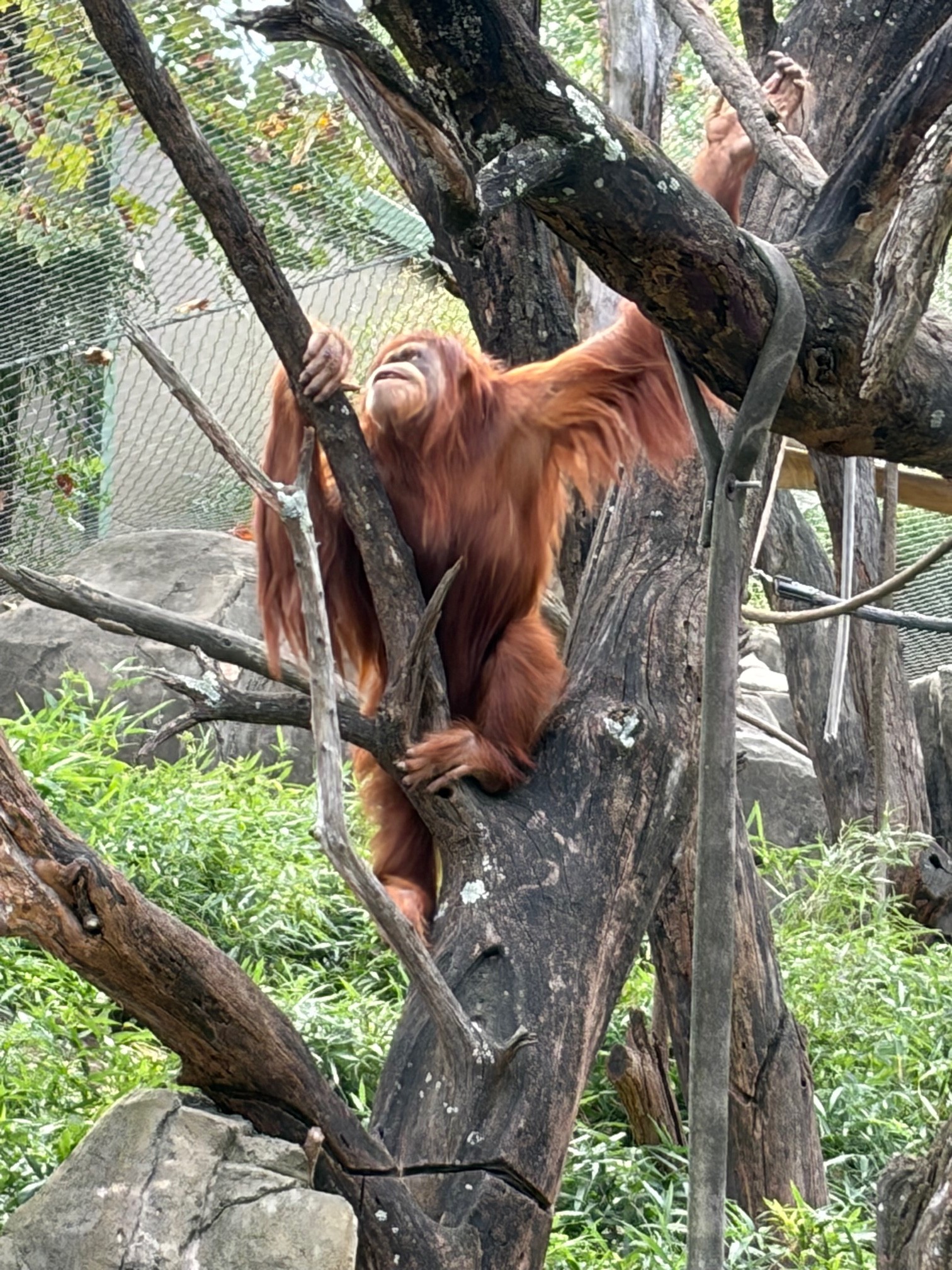 Rubih, a critically endangered Sumatran Orangutan, brought baby Forest into the world, the first orangutan born at the Zoo in nine years, and proved to be a most nurturing mom.
